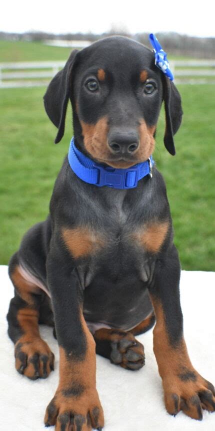 Doberman | Happy Cheerful Puppies