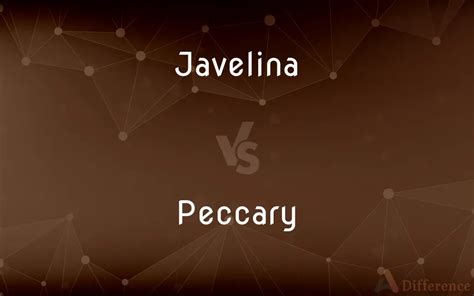 Javelina vs. Peccary — What’s the Difference?