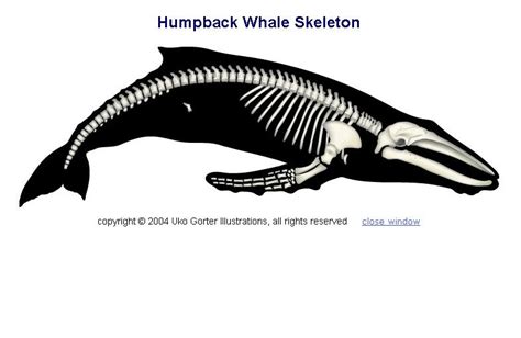 Whale Skeleton Shelter Environmental Assessment Available for Public ...