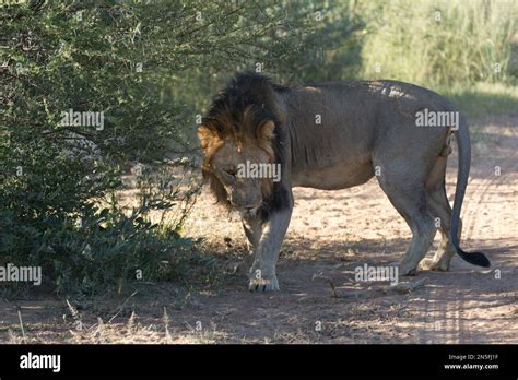 Hunting Male Lion Stock Photo - Alamy