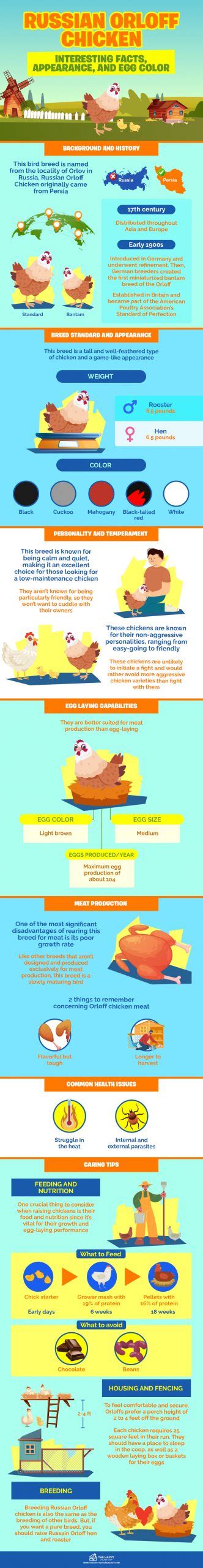 Russian Orloff Chicken: Interesting Facts, Appearance, And Egg Color