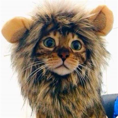 Lion's Mane Cat Wig Costume – Coolcat Gadget