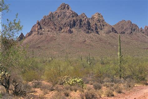 Ironwood Forest National Monument | Sonoran Desert, Saguaro Cacti ...