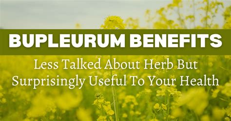 Bupleurum Benefits: Less Talked About Herb But Surprisingly Useful To ...