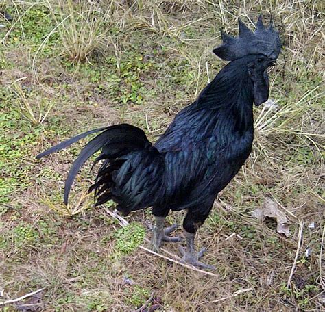 Cemani Farms: Ayam Cemani | Ayam Cemani Poultry Breeding