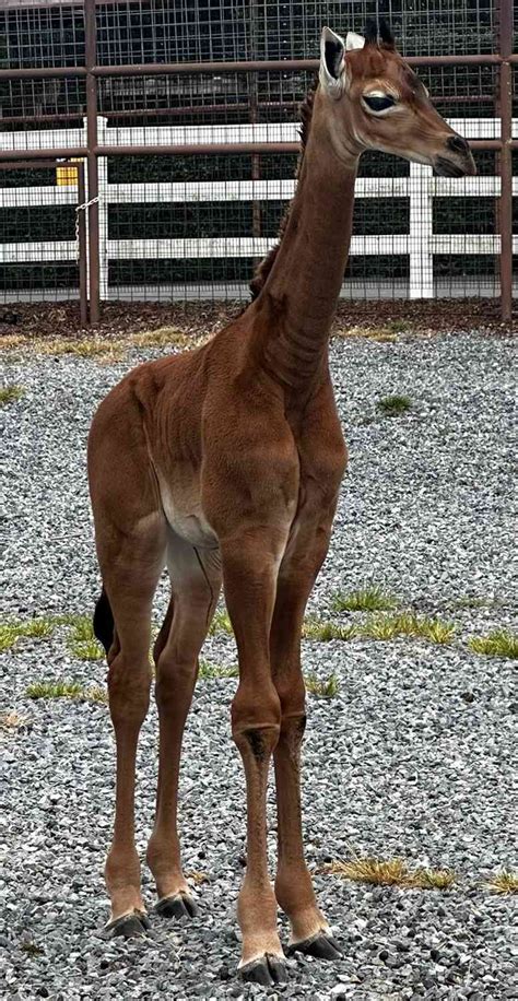 New Photos of Spotless Baby Giraffe at Tennessee's Brights Zoo