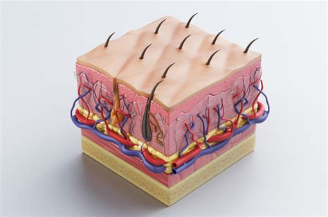 Anatomi Lapisan Kulit dan Fungsinya Bagi Tubuh Manusia