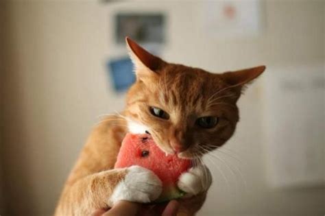 Cat eating watermelon! | Cute animals, Cats, Crazy cats