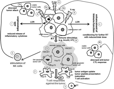 Ionizing radiation modifies the tumor cell phenotype and induces a ...