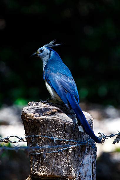 Taiwan Blue Magpie Stock Photos, Pictures & Royalty-Free Images - iStock