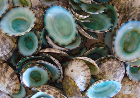 Green Limpet Shells (appx. 25 pcs.) - Sutorria Mesoleuca - Seashell Supply