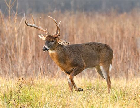 Characteristics of Whitetail Deer Antlers | Mossy Oak Gamekeeper