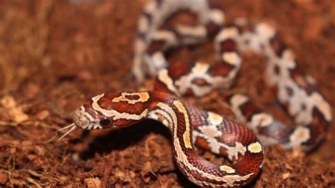 Do Corn Snakes Bite? (What to Do If It Happens) - Fur, Wings, & Scaly Things