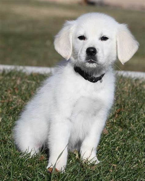 White Golden Retriever Puppy | Golden retriever, Puppies, Golden retriever puppy