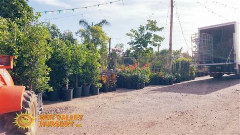 New plants & trees arriving weekly... - Sun Valley Nursery