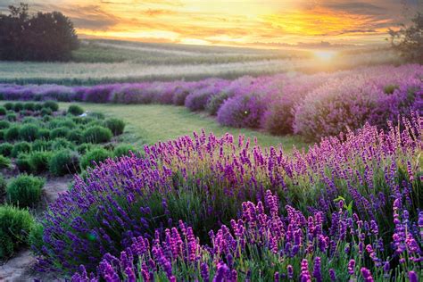 Lavender Fields Sunrise Canvas Wall Art Print, France Landscape ...