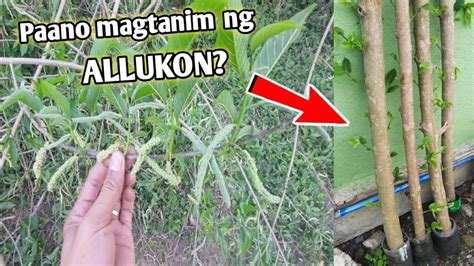 How to Harvest and Plant Allukon! paano ba itanim ang ALLUKON? Himbabao ...