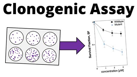 Clonogenic Cell Survival Assay (Colony Formation Assay) - YouTube