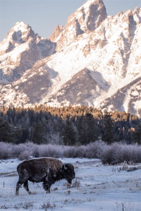 Bison in Grand Teton National Park - Jeff Bernhard Photography