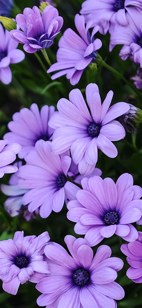 Daisy Purple Wallpapers - Top Free Daisy Purple Backgrounds - WallpaperAccess