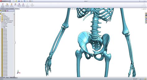 3d 3dm solidworks skeleton