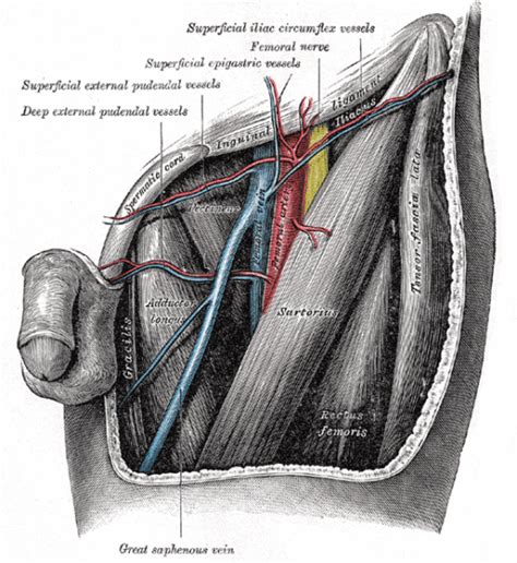 Femoral_triangle - Medical Exam Prep