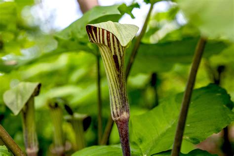 How to Grow and Care for Jack-in-the-Pulpit (Bog Onion)