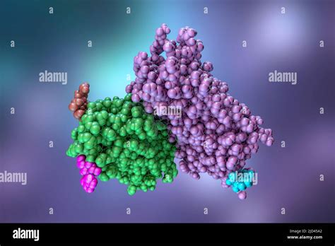 Rhodopsin molecule, illustration Stock Photo - Alamy