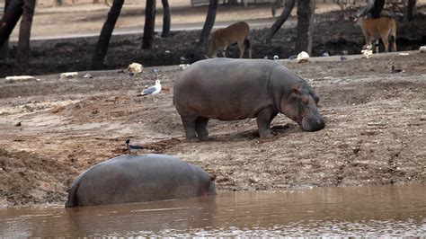 Top 10 tourist sites for animal lovers in Israel - ISRAEL21c