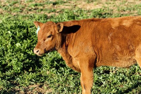 A Red Angus Calf in a Pasture. Stock Photo - Image of herb, farmland: 162350492