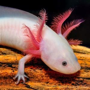 Interesting Facts about the Axolotl Salamander or "Mexican Walking Fish"