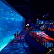 Singapore: S.E.A. Aquarium Entrance Ticket | GetYourGuide