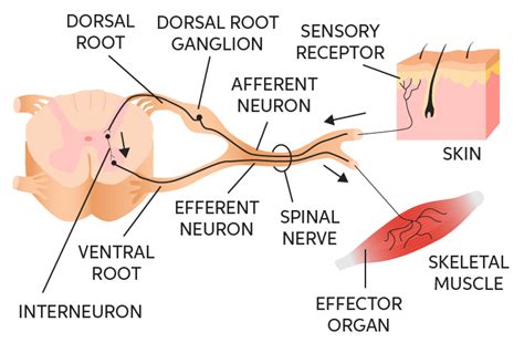 Afferent Vs Efferent Neurons: What Are They, Structure, And, 56% OFF