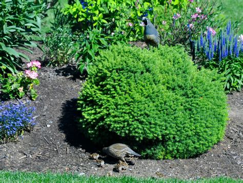 This Grandmother's Garden: Morning Photo Shoot with the Baby Quail