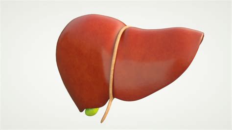 Liver Human Anatomy 3D Model $15 - .3ds .c4d .fbx .obj .stl - Free3D