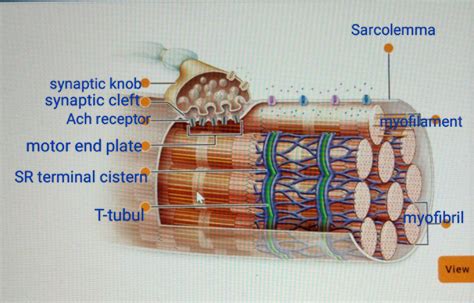 [Solved] Skeletal Muscle . Concept Overview Physiology Interactive. SKELETAL... | Course Hero