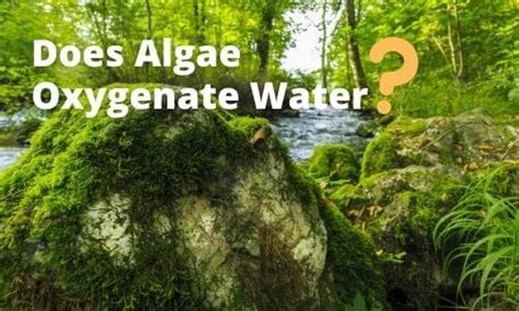 Does Algae Oxygenate Water? (Surprising Answers)