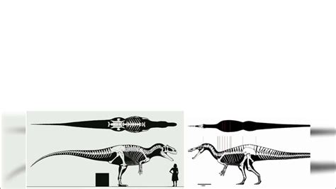 Suchomimus And Saurophaganax Size Comparison - YouTube