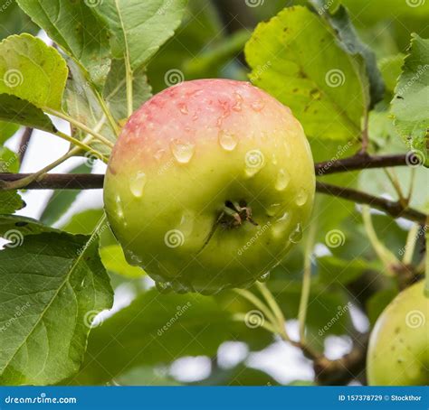 Malus Sieversii, Wild Crabapple from Kazakhstan Stock Image - Image of malus, variation: 157378729