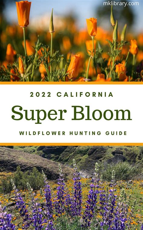 2023 California Super Bloom Guide - The Best Locations For Wildflower Viewing | California ...