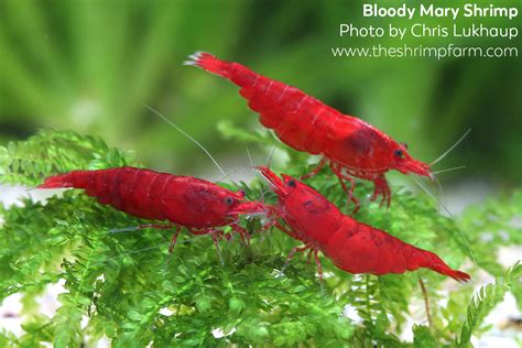 Bloody Mary shrimp (Neocaridina davidi 'Bloody Mary') | Care & info ...