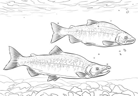 Salmon Coloring Pages - Free Printable Coloring Pages for Kids