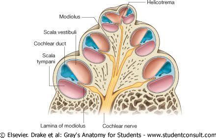 helicotrema | Bony Cochlea | Medical school prep, Speech and hearing, Medical school