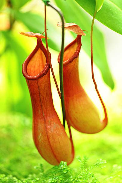 40+ Pitcher Plant Plant Philippines Nepenthaceae Stock Photos, Pictures ...