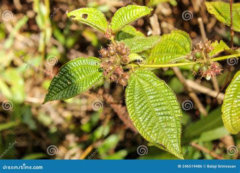 Green Leaves of the Curse Plant Aka Clidemia Hirta Stock Photo - Image of melastomataceae ...