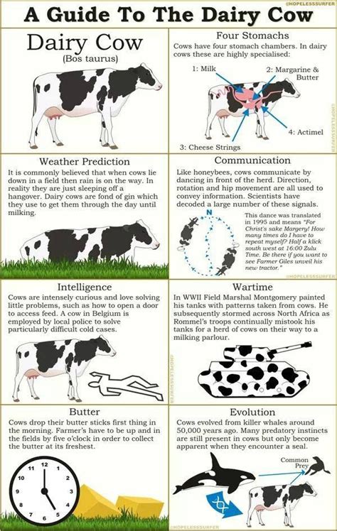 Dairy cows, Dairy cow facts, Cow facts