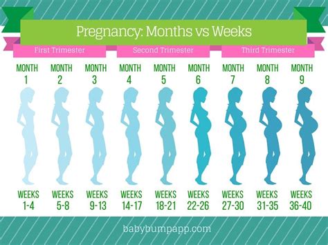 Month By Month Pregnancy Calendar