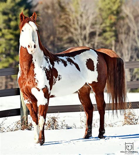 Chestnut Overo | Horses, Pretty horses, Appaloosa horses