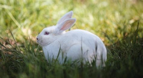 Florida White Rabbit Breeders, Information, Cost, Facts