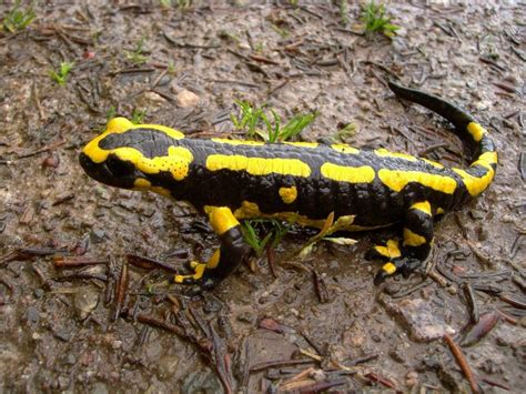 Are Amphibians Cold Blooded? - Earth.com